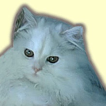 animais problemas urbanos