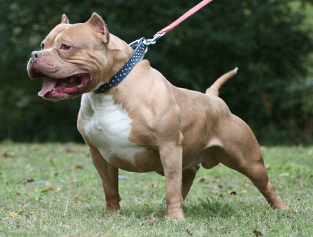 animais em condomínio2